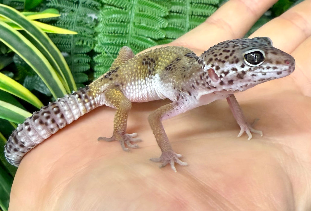 CB25 Mixed Morph Leopard Geckos