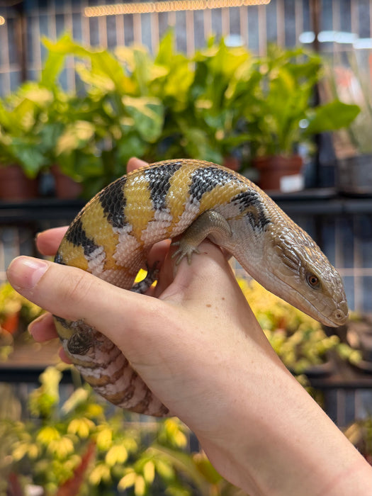 CB Northern Blue Tongued Skinks