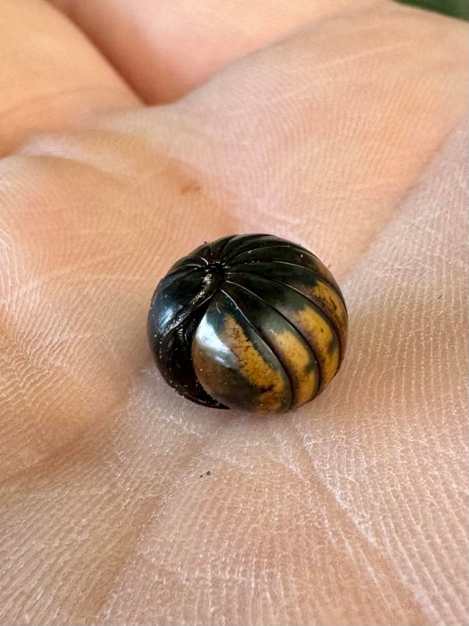 Goblin Pill Bugs (Rhopaglomeris sp. “Goblin”)