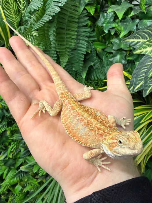 CB25 Fancy Orange Bearded Dragon