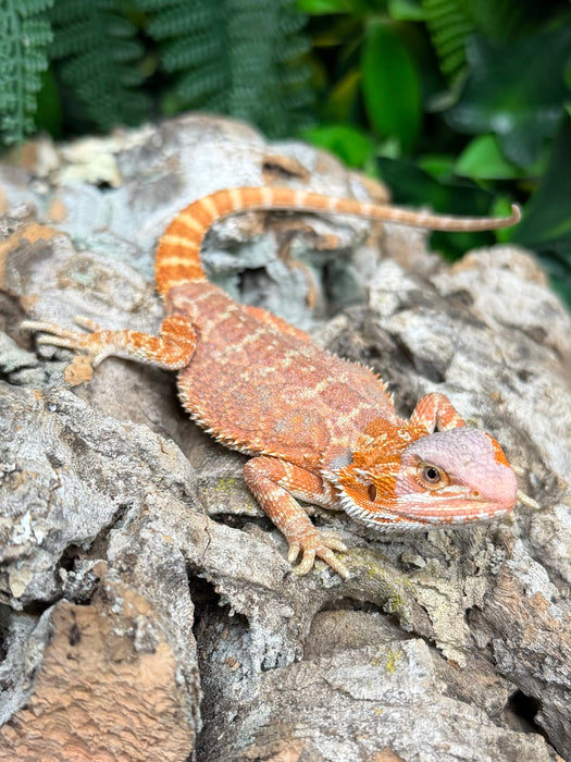 CB25 Blood Red Bearded Dragons