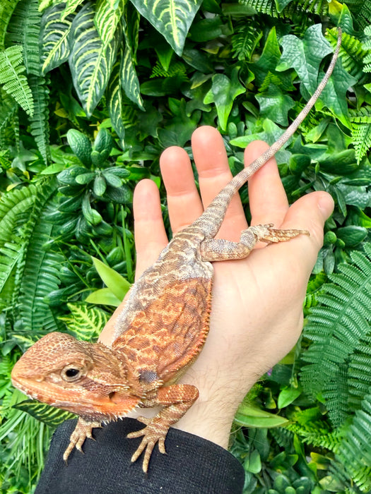 CB25 Orange Translucent Bearded Dragon (Pagona Vitticeps)