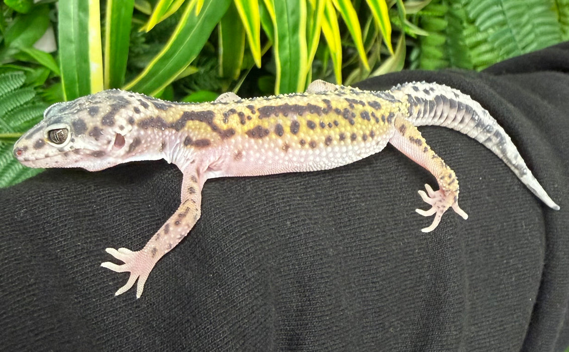 CB25 Mixed Morph Leopard Geckos