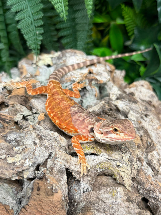 CB25 Blood Red Bearded Dragons