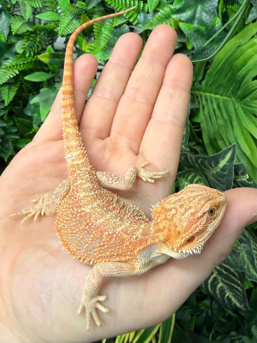 CB25 Fancy Orange Bearded Dragon