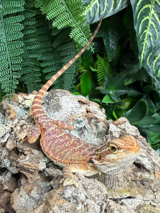 CB25 Fancy Bearded Dragons