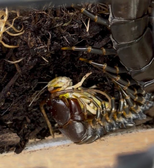 Dark Knight Centitpede (Scolopendra hainanum Sp. Dark)