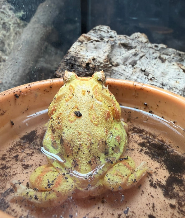CB25 Pikachu Horned Frog (Ceratophrys Cranwelli)