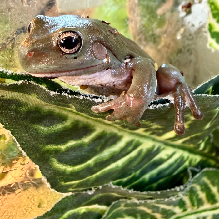 CB Whites Tree Frog