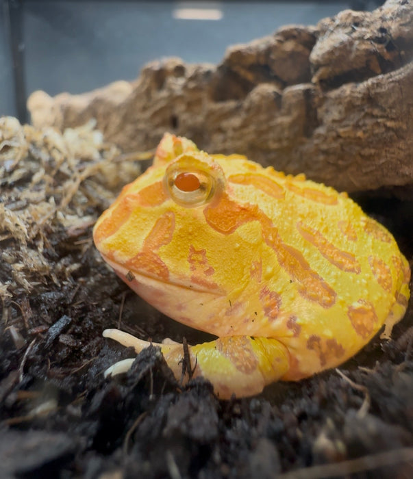 CB25 Pikachu Horned Frog (Ceratophrys Cranwelli)