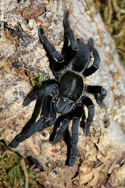 CB Thai Big Black Earth Tiger Tarantula (Cyriopagopoeus minax)