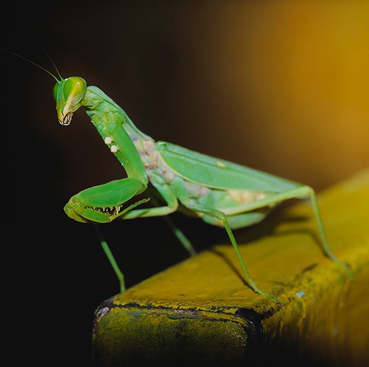 Harabiro Praying Mantis (Hierodula patellifera)