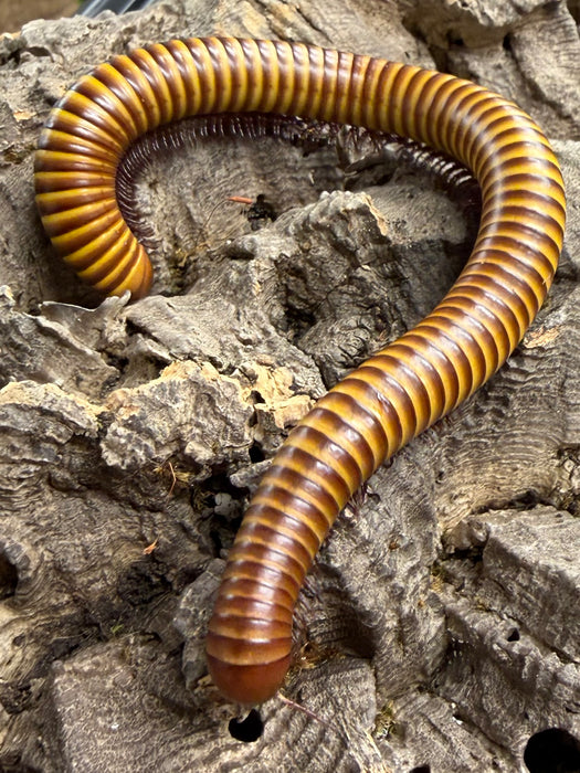 Giant Golden Millipede (Orthroporus Ornatus)