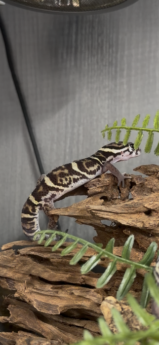 Central American Banded Gecko