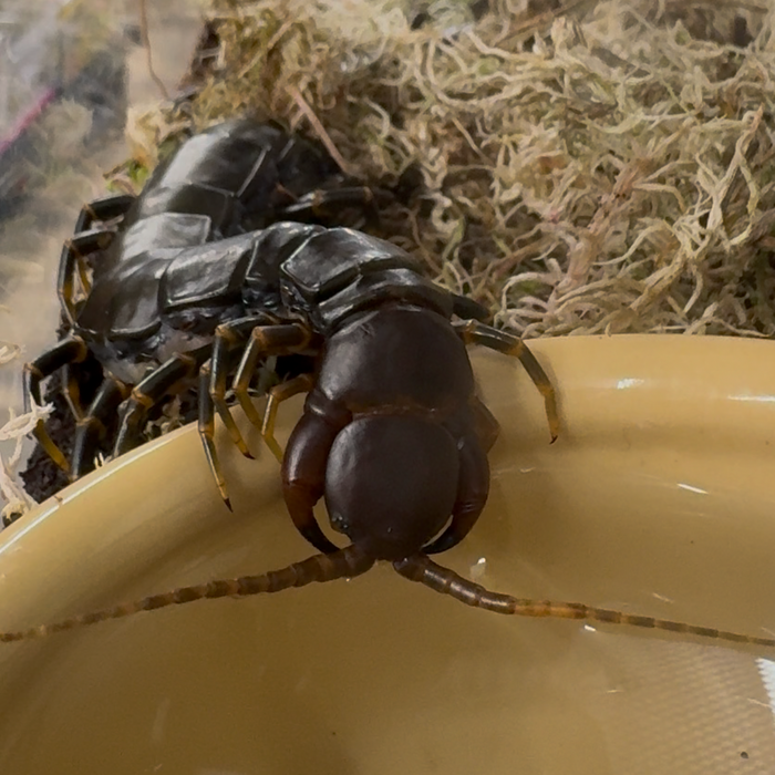 Dark Knight Centitpede (Scolopendra hainanum Sp. Dark)
