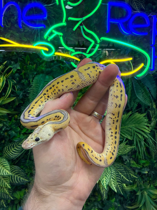 CB26 Super Pastel Leopard Clown Royal Python