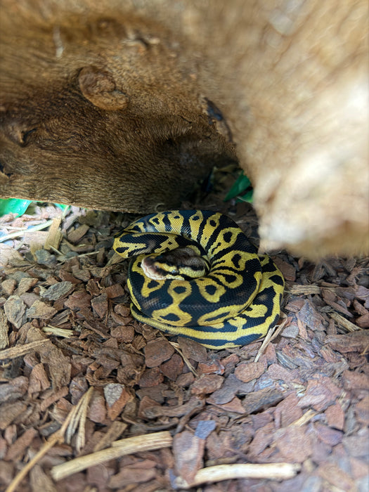 CB Super Pastel Leopard Het Clown Royal Python