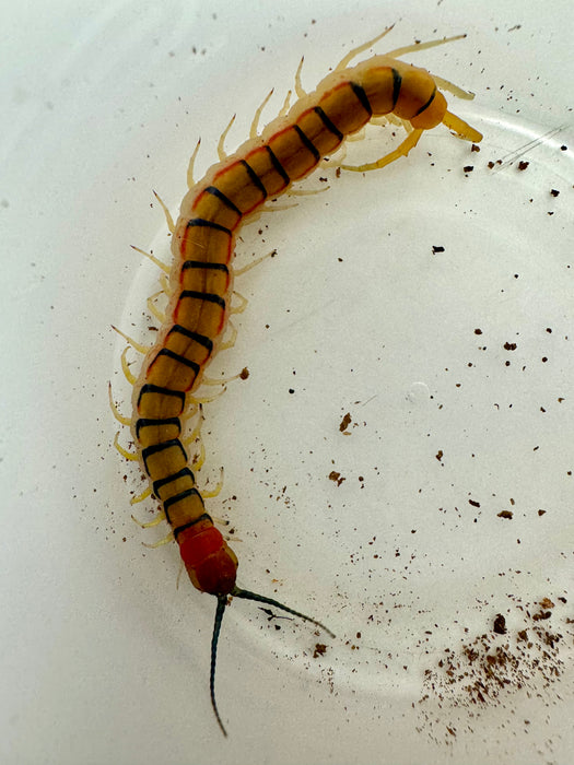 Red Flash Centipede (Scolopendra Morsitans)