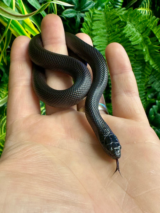CB24 Mexican Black Kingsnake