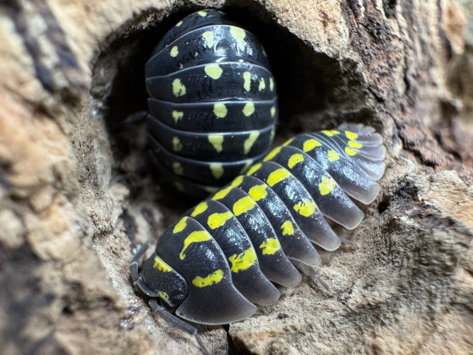 CB Giant Neon Yellow Isopod (Armadillidium Gestroi) - Colony of 10