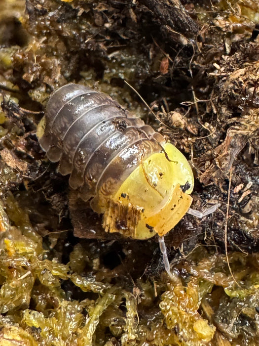 CB Rubber Ducky Isopods (Cubaris Sp.) - Colony of 10