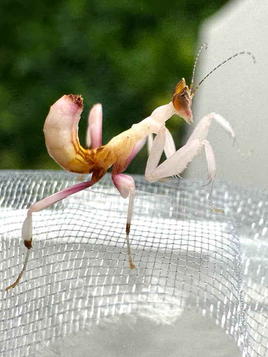 CB Orchid Mantis (Hymenopus Coronatus)