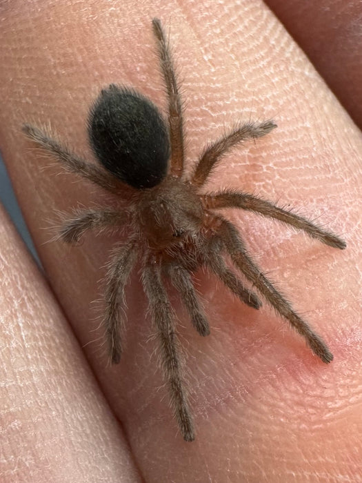 CB Brazilian Black Tarantula (Grammostola Pulchra)