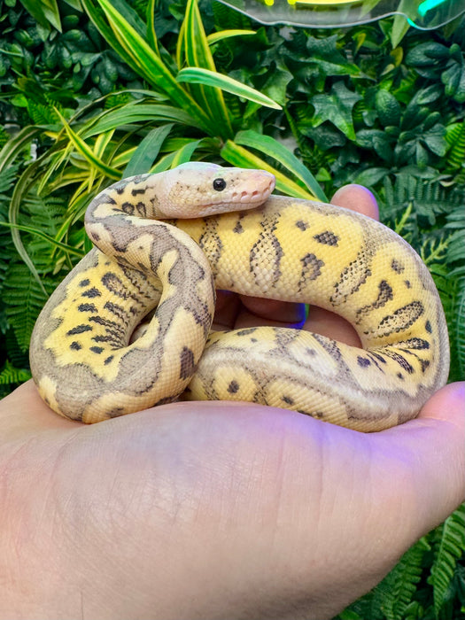 CB24 Super Pastel Spotnose Clown Royal Python