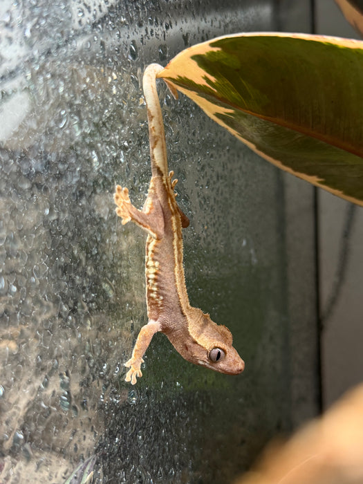 CB26 Lily White Crested Gecko
