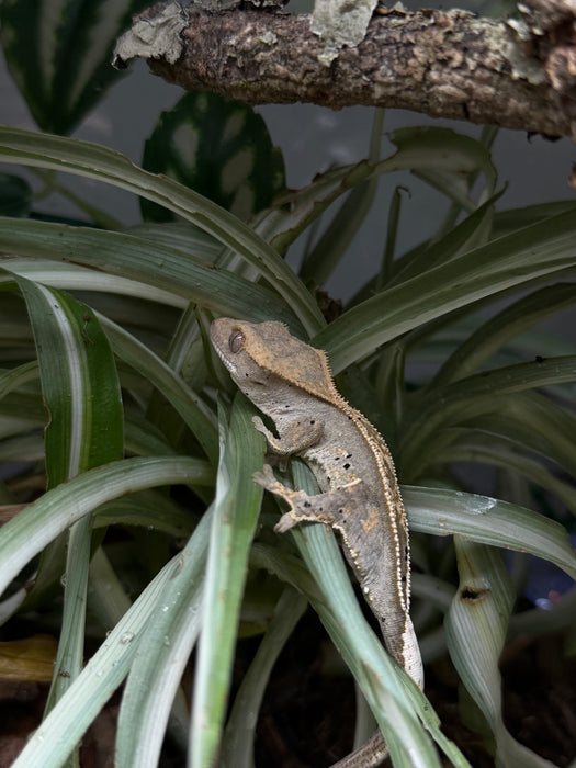 CB26 Pinstripe Crested Gecko