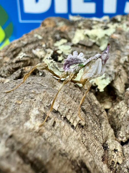 CB Devils Flower Mantis (Idolomantis Diabolica)
