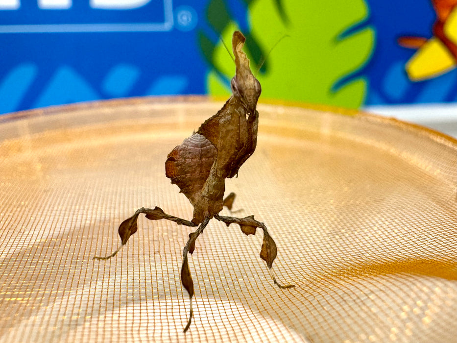 CB Ghost Mantis (Phyllocrania Paradoxa)