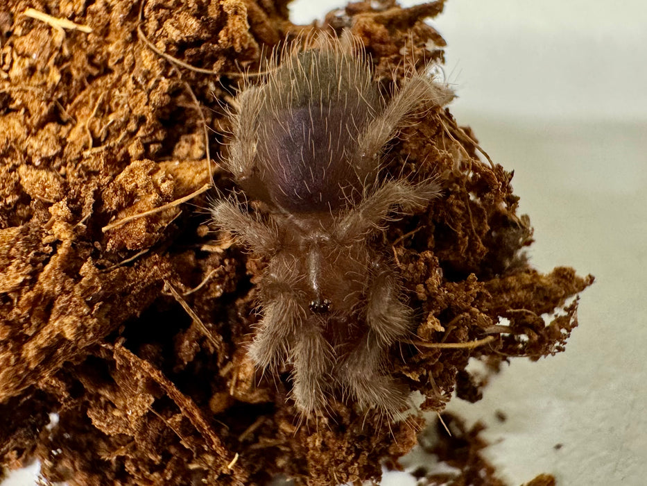 CB Mexican Red Rump Tarantula (Tlitocatl Vagans)
