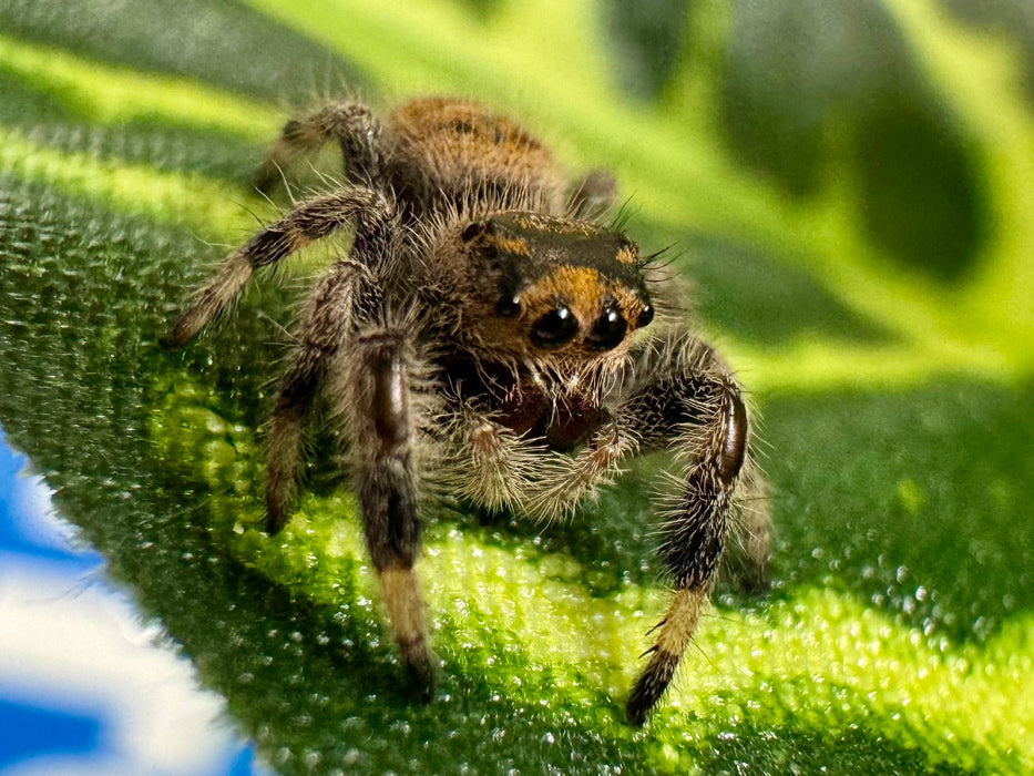 CB Sub-Adult Regal Jumping Spider