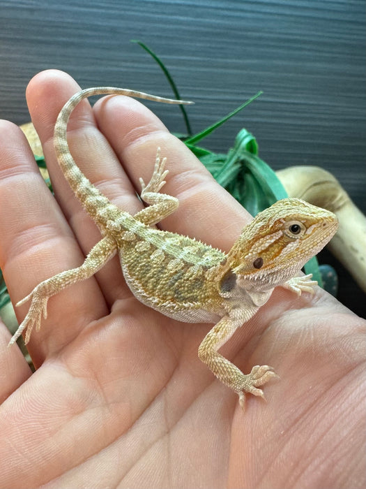 CB25 Bearded Dragons
