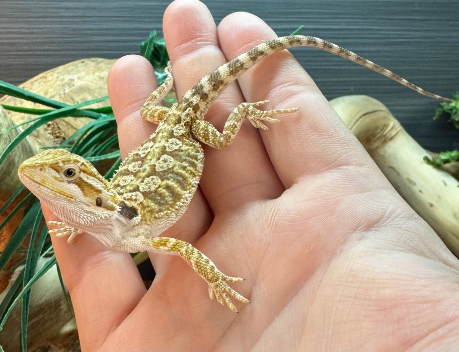 CB25 Bearded Dragons