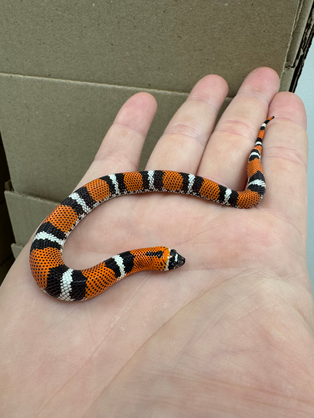 Snakes For Sale | Current Stock List | Talk To Our Experts — The ...