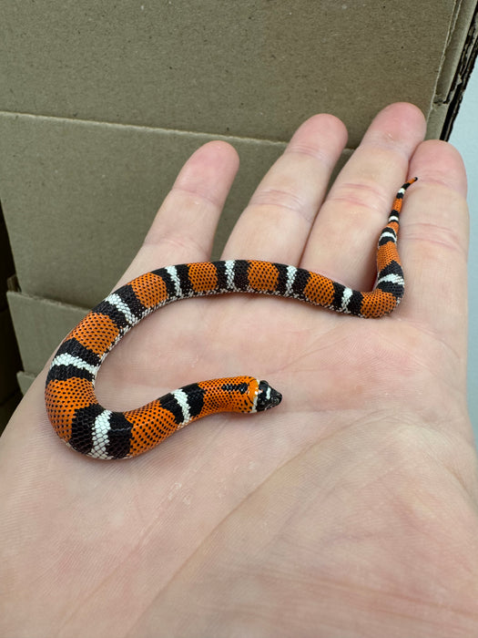 CB25 Tri-Color Hognose Snake