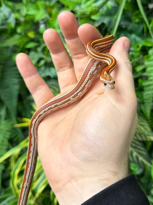 CB25 Tessera Cornsnake (Pantherophis Guttatus)