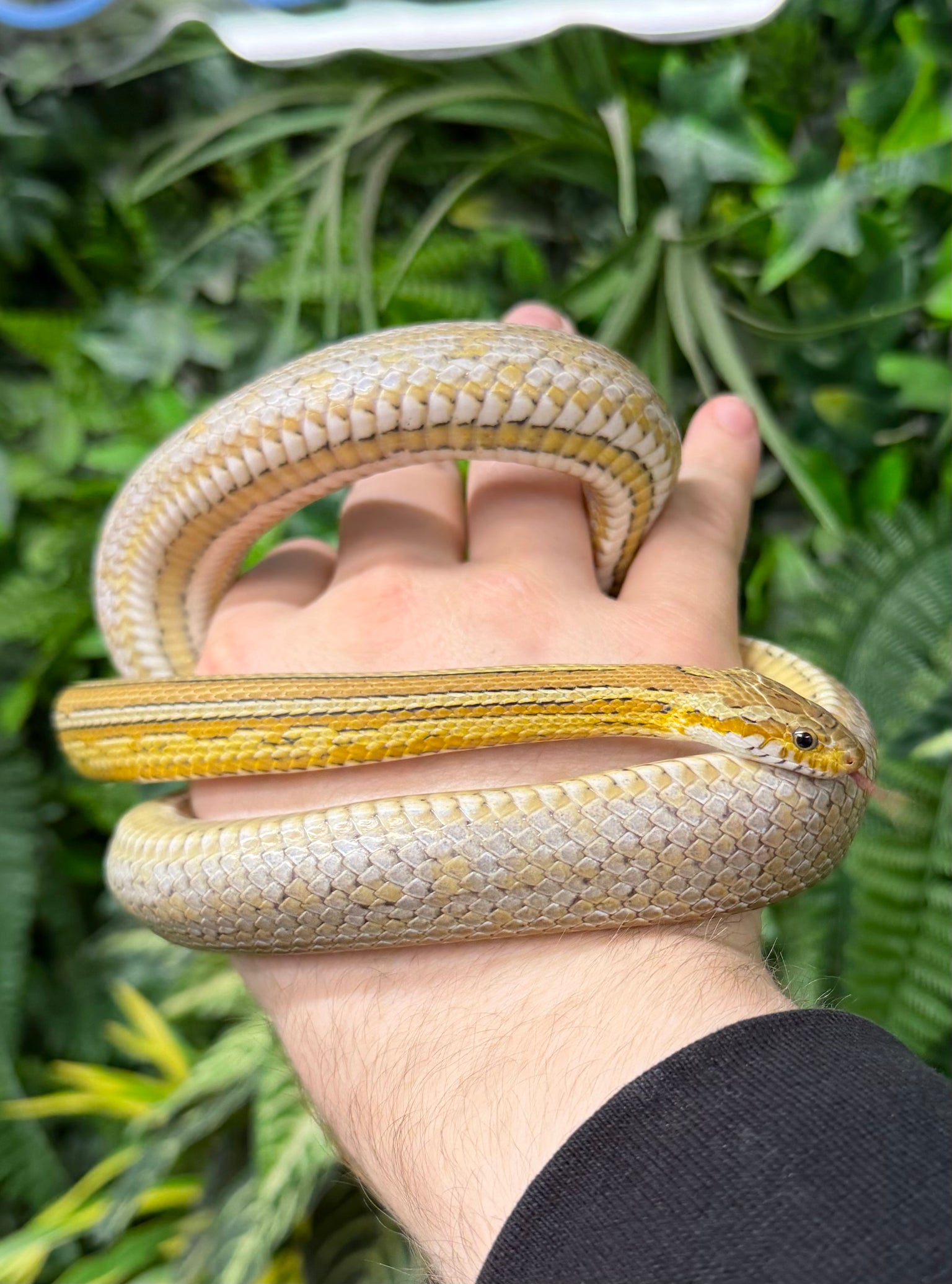 Snakes For Sale | Current Stock List | Talk To Our Experts — The ...