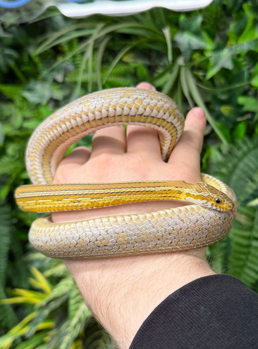 CB25 Caramel Tessera Cornsnake (Pantherophis Guttatus)