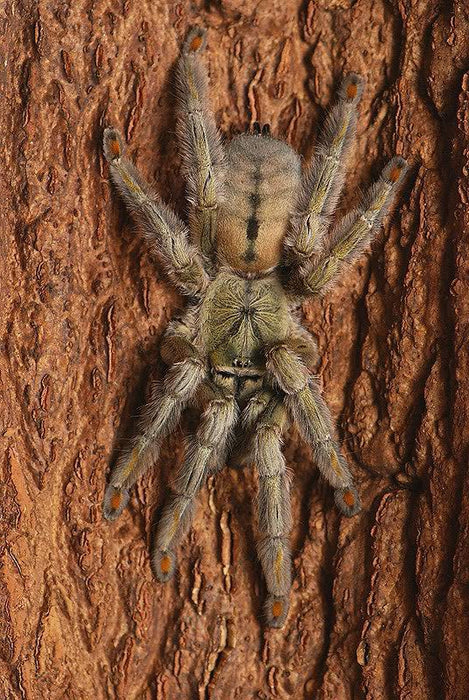 CB Trinidad Chevron (Psalmopoeus cambridge)