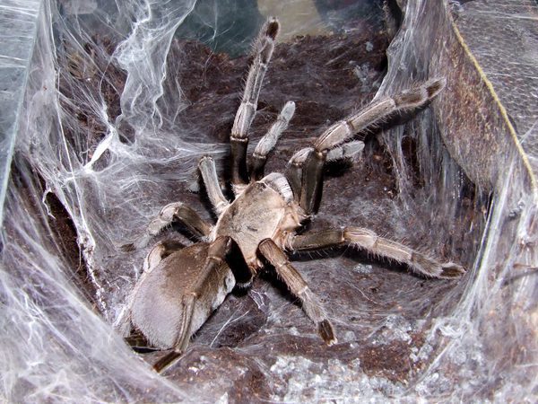 CB Whistling Spider (Selenocosmia crassipes)