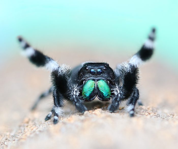 CB Regal Jumping Spider (Phidippus Regius)