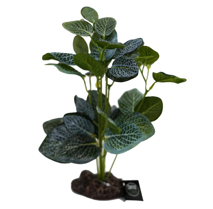 Beta Terra Green Fittonia Plant 26cm