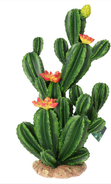Pro Rep Flowering Cactus XL