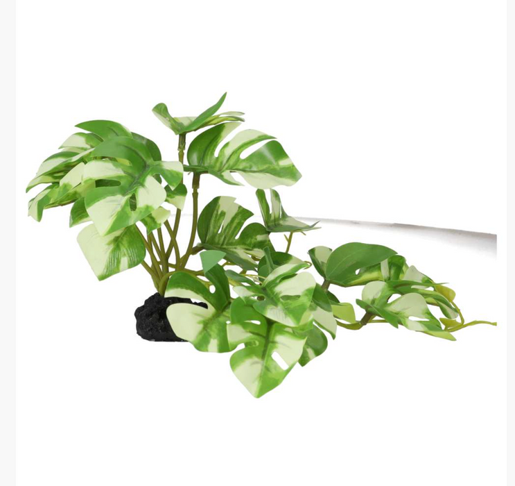 ProRep Terrestrial Gardenia Variegated 14cm