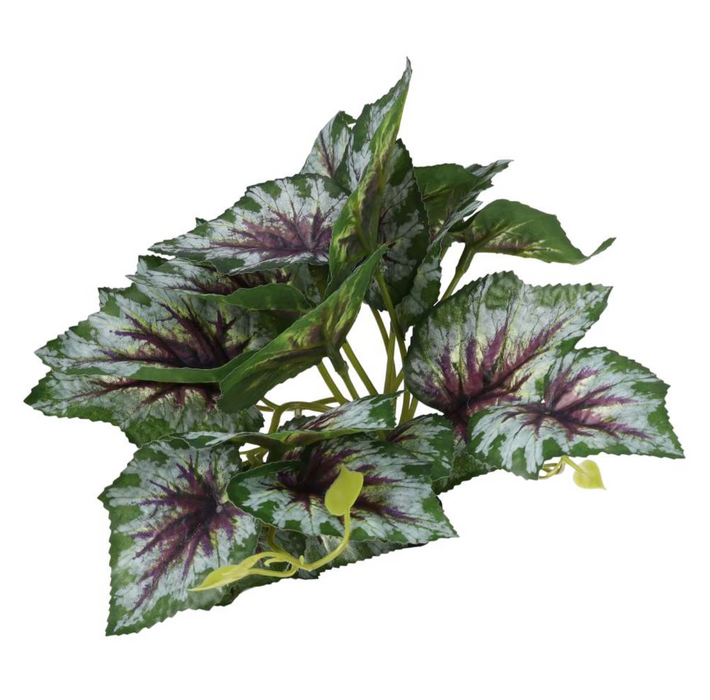 ProRep Terrestrial Begonia Silver Spirit 14cm