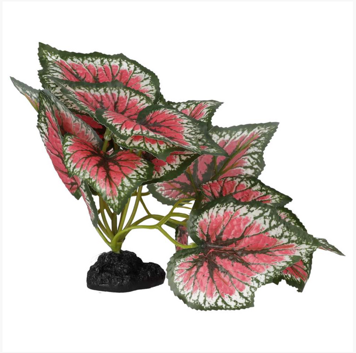 ProRep Terrestrial Begonia Salsa 14cm