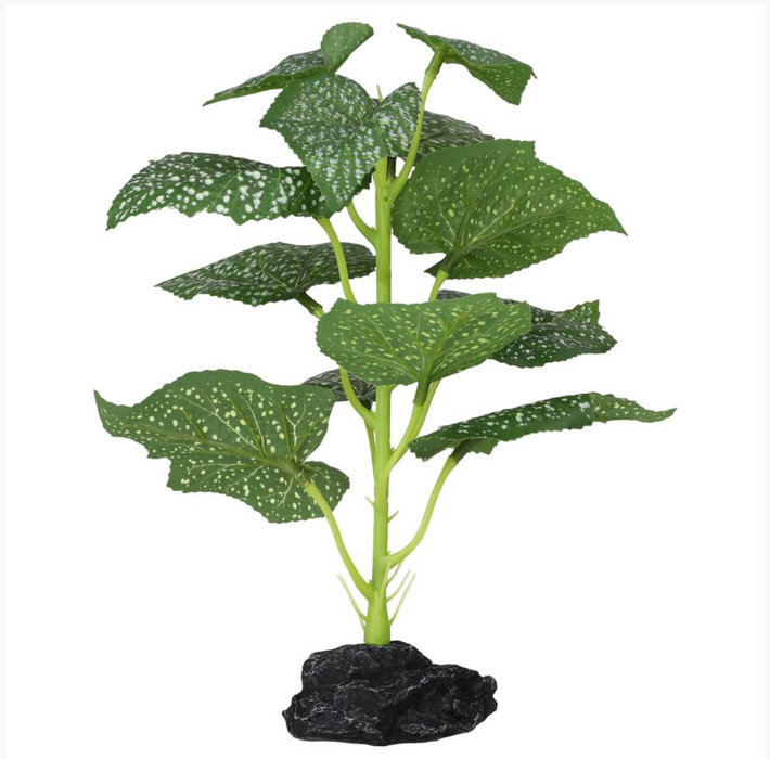 ProRep Terrestrial Begonia Polka Dot 27cm